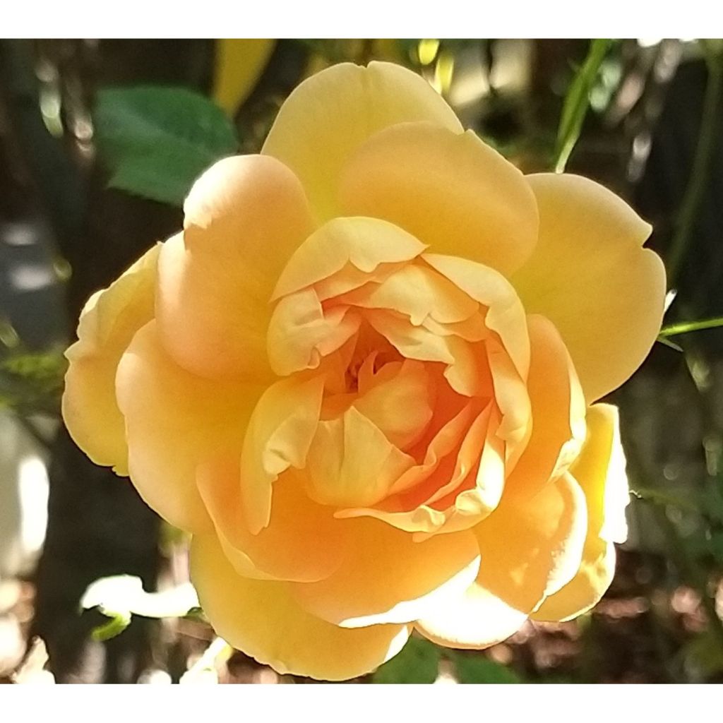 Rosa Lady Of Shalott