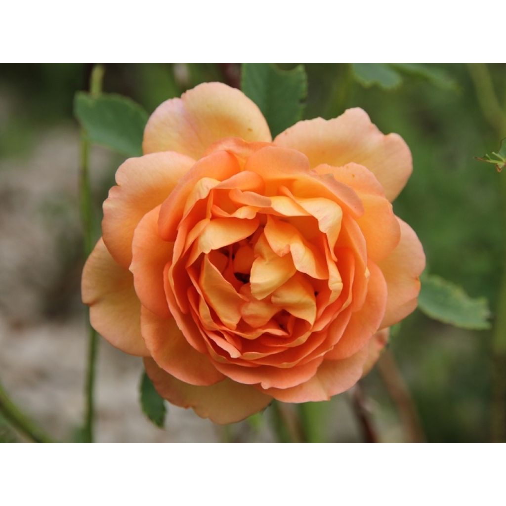 Rosa Lady Of Shalott