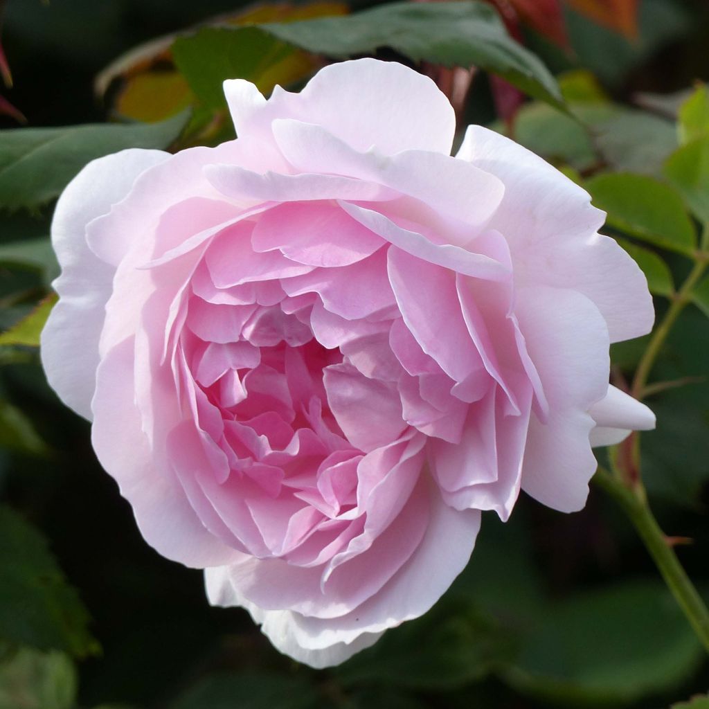 Rosa Lady Salisbury