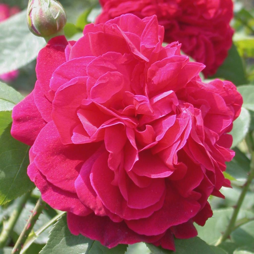 Rosa LD Braithwaite