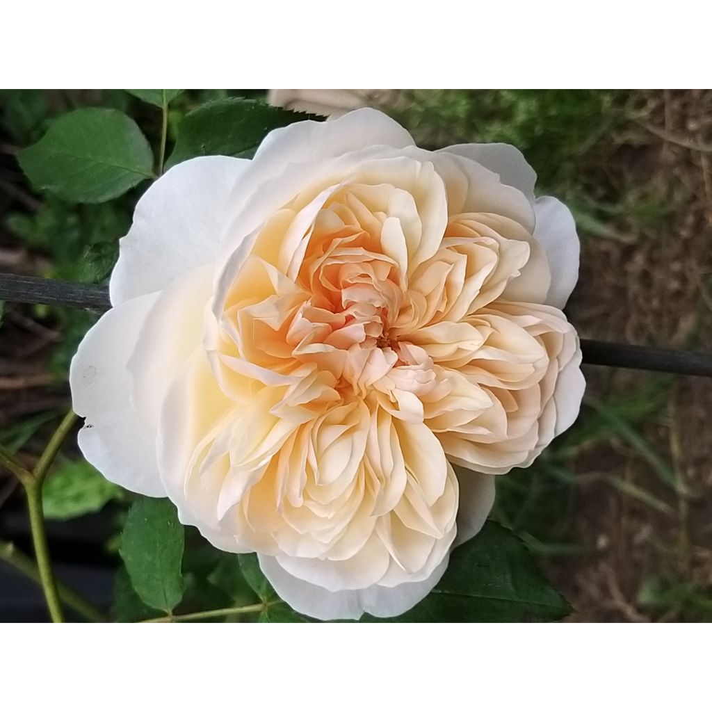 Rosa Lichfield Angel