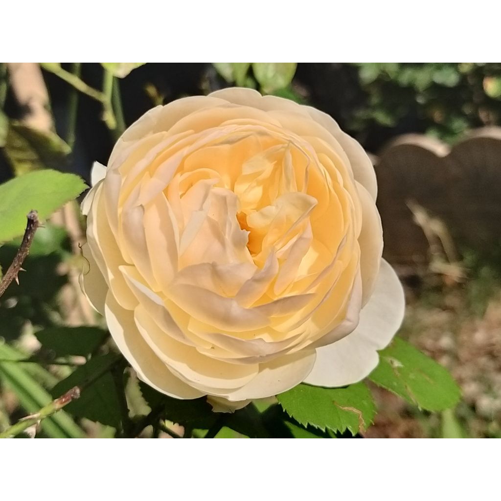 Rosa Lichfield Angel