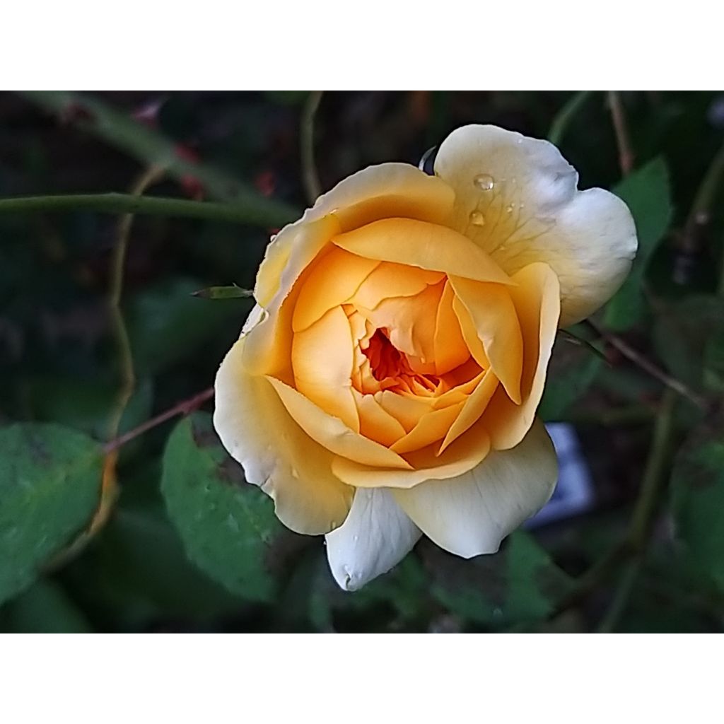 Rosa Molineux