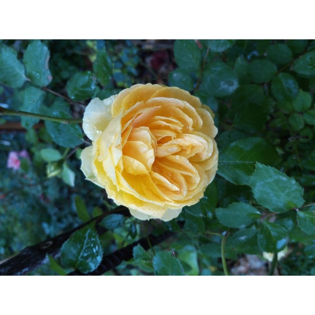 Rosa Molineux