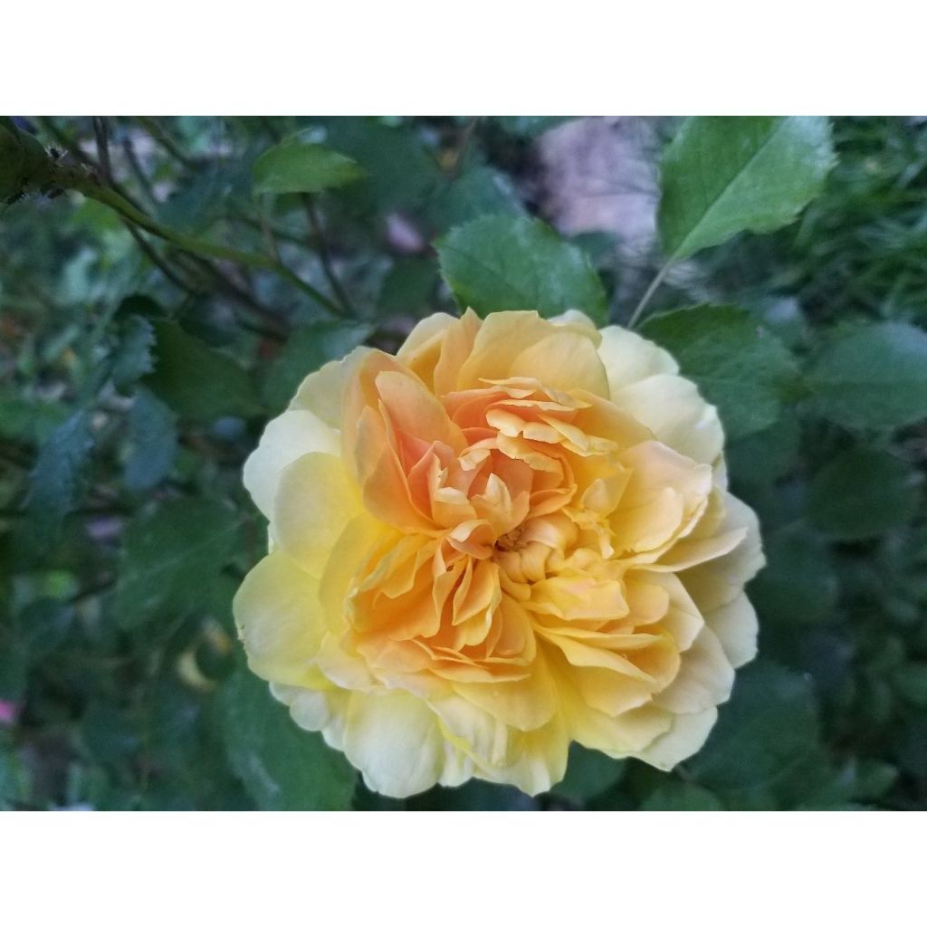 Rosa Molineux