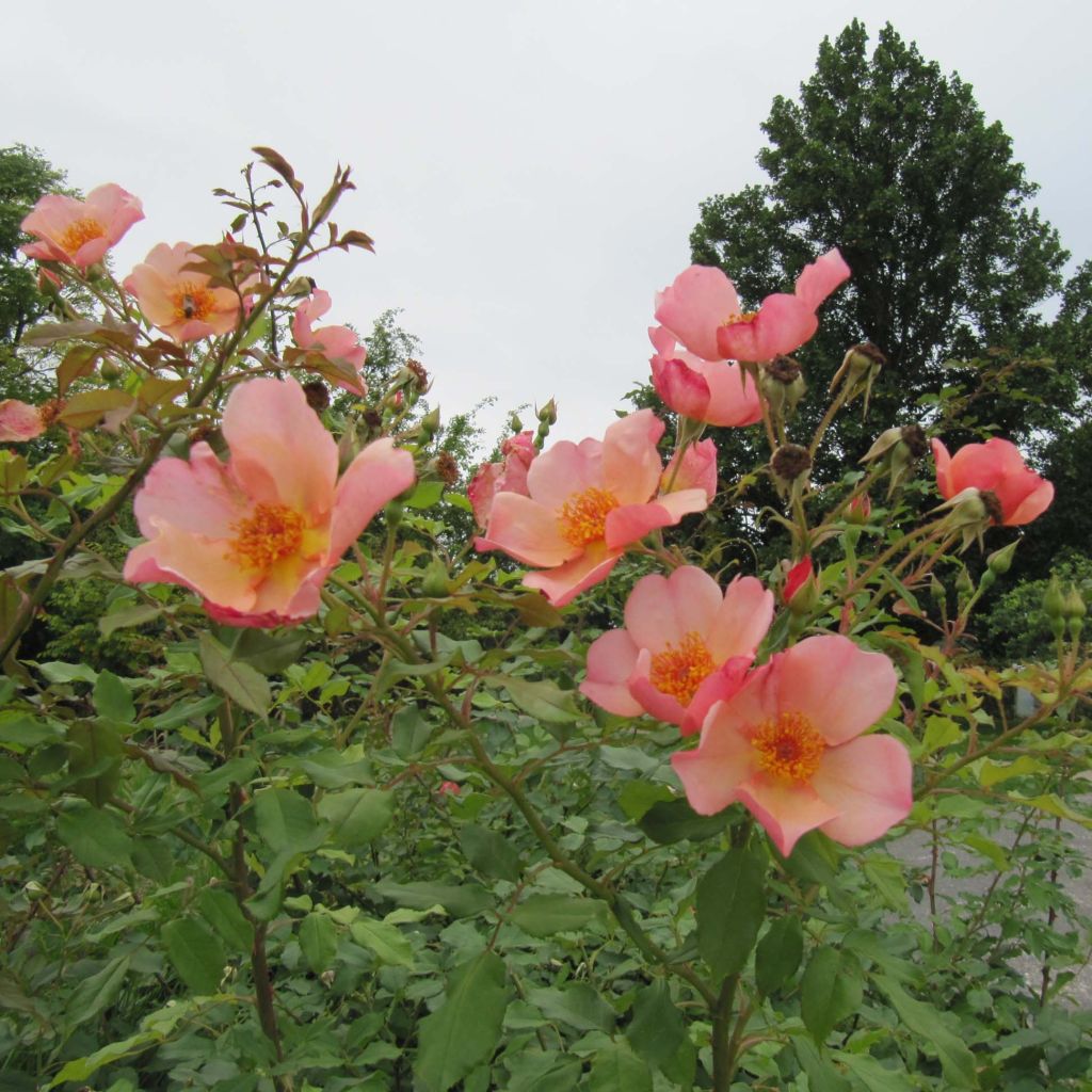 Rosa Morning Mist