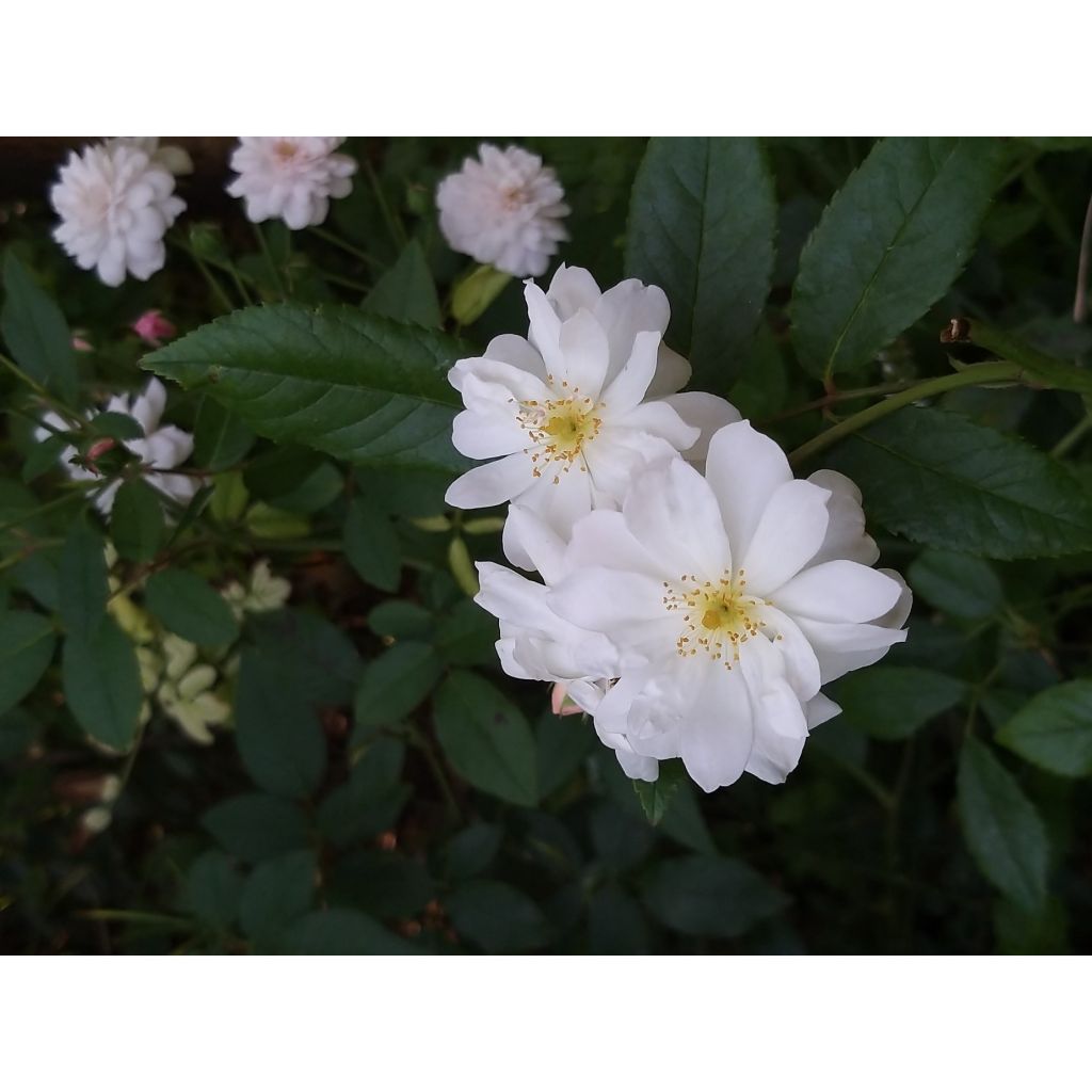 Rosa rampicante Snow Goose