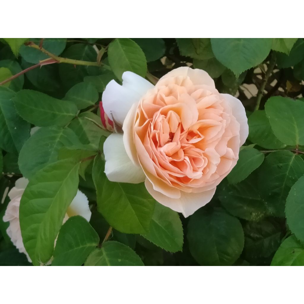 Rosa Sweet Juliet