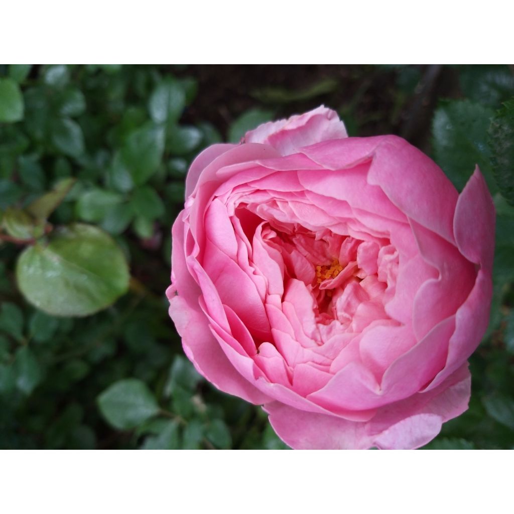 Rosa The Alnwick Rose