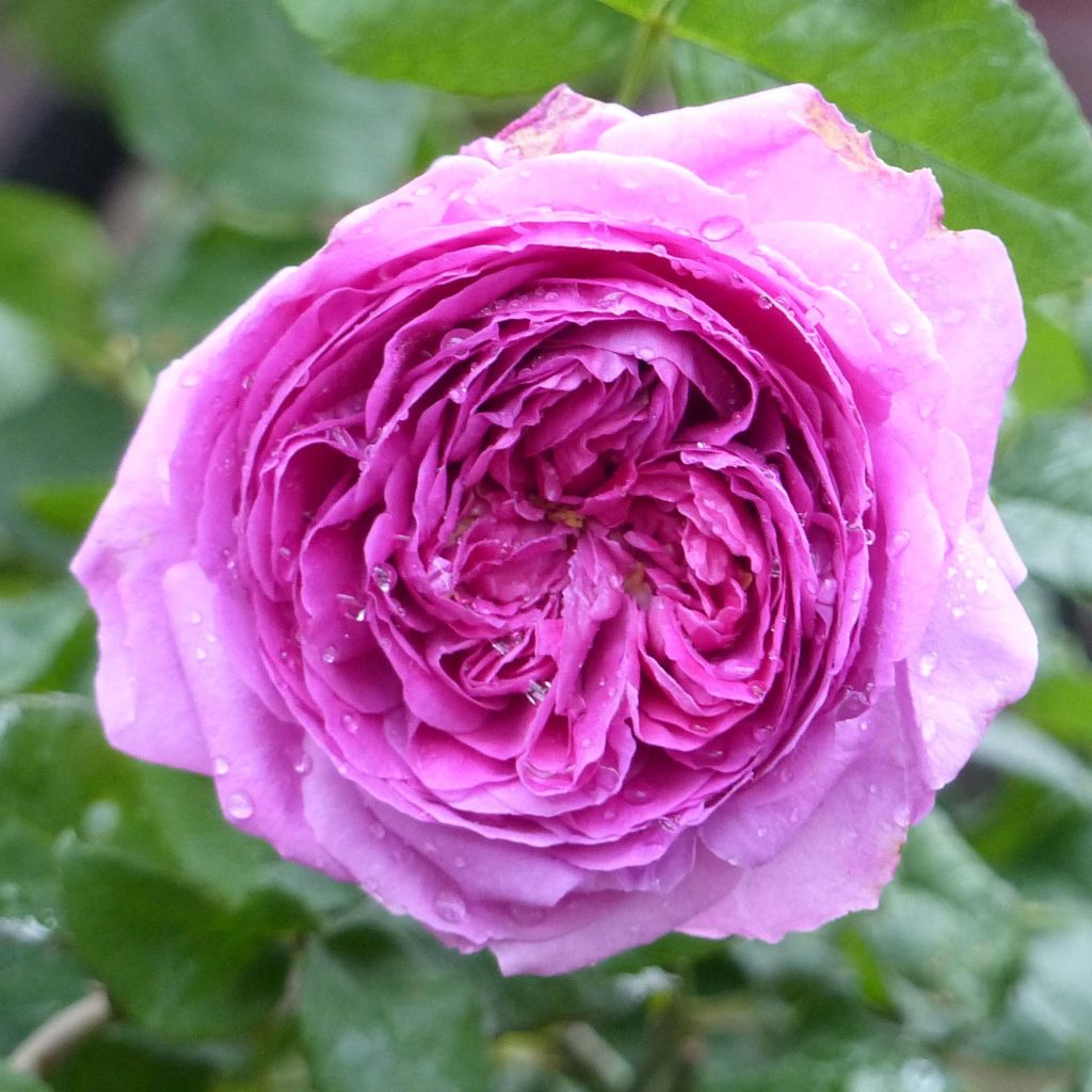 Rosa Young Lycidas