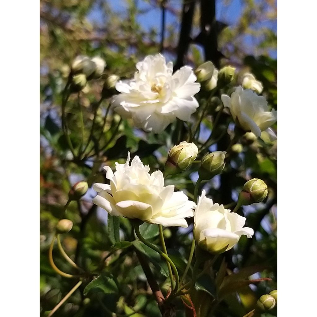 Rosa banksiae var. banksiae Alba Plena - Rosa di Lady Banks