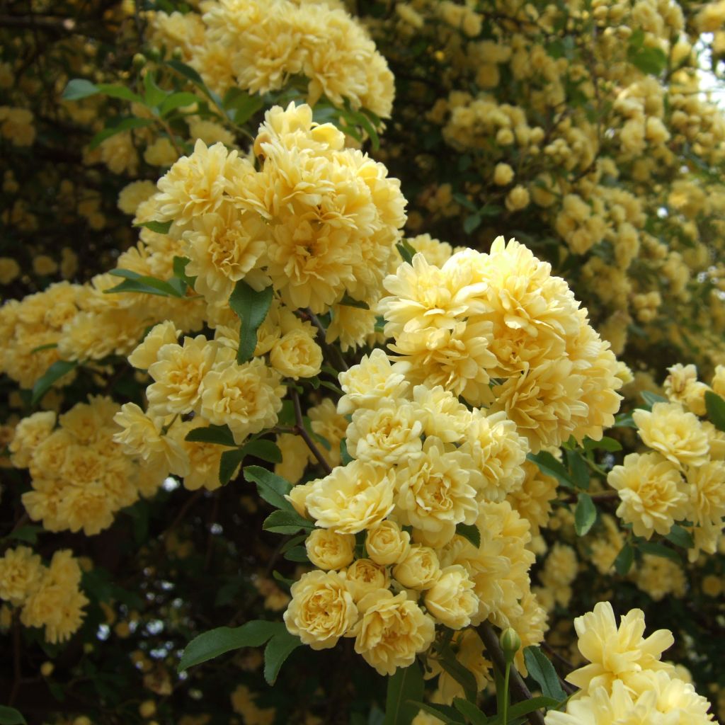 Rosa banksiae Lutea - Rosa di Lady Banks