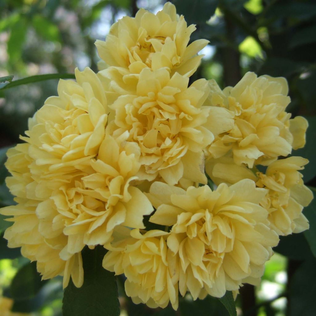 Rosa banksiae Lutea - Rosa di Lady Banks