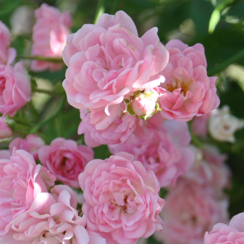 Rosa banksiae Rosea - Rosa di Lady Banks