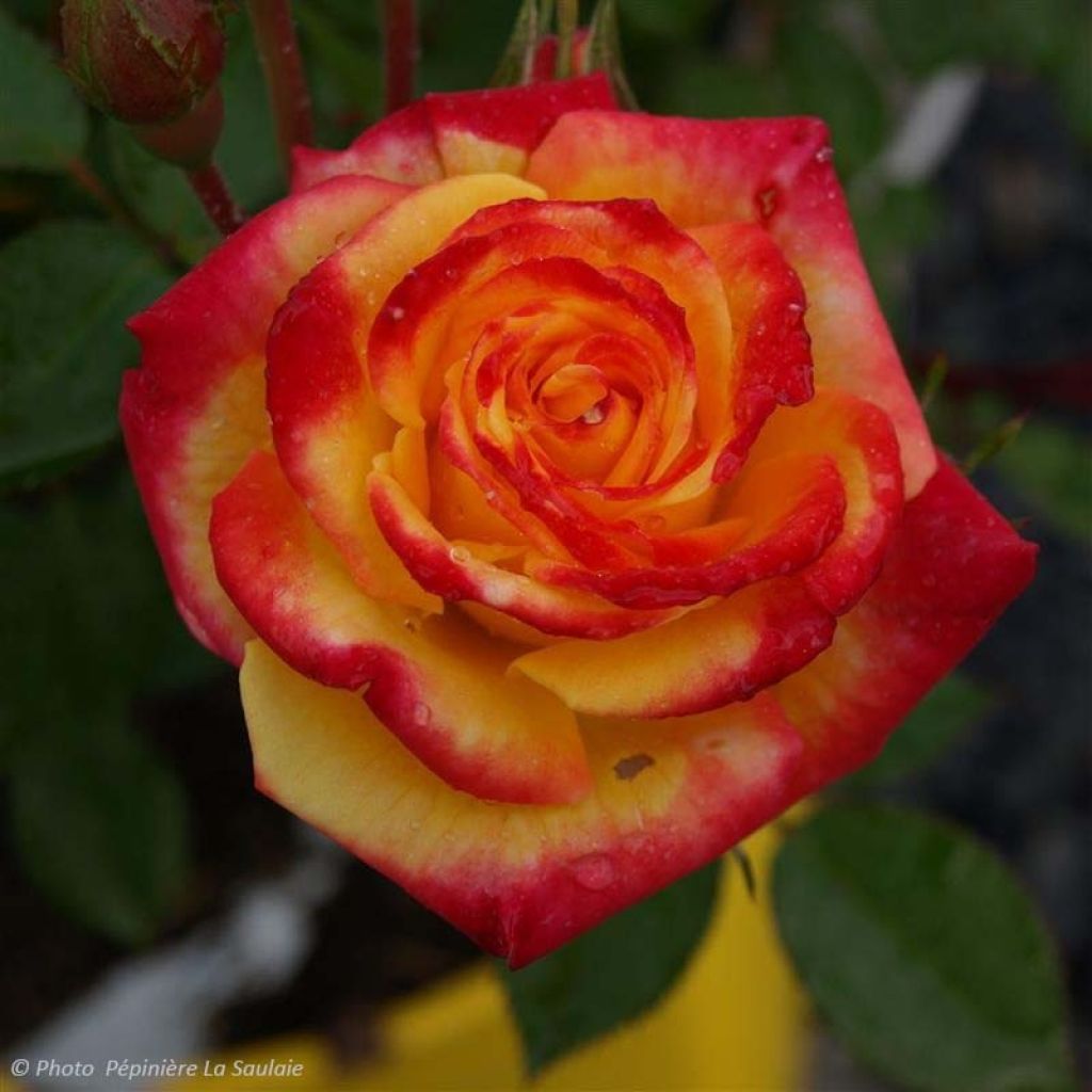 Rosa Flamina