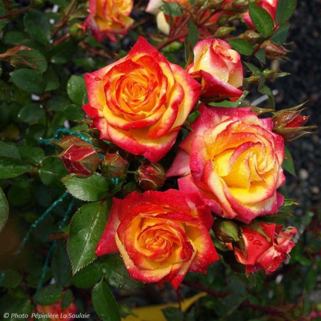 Rosa Flamina