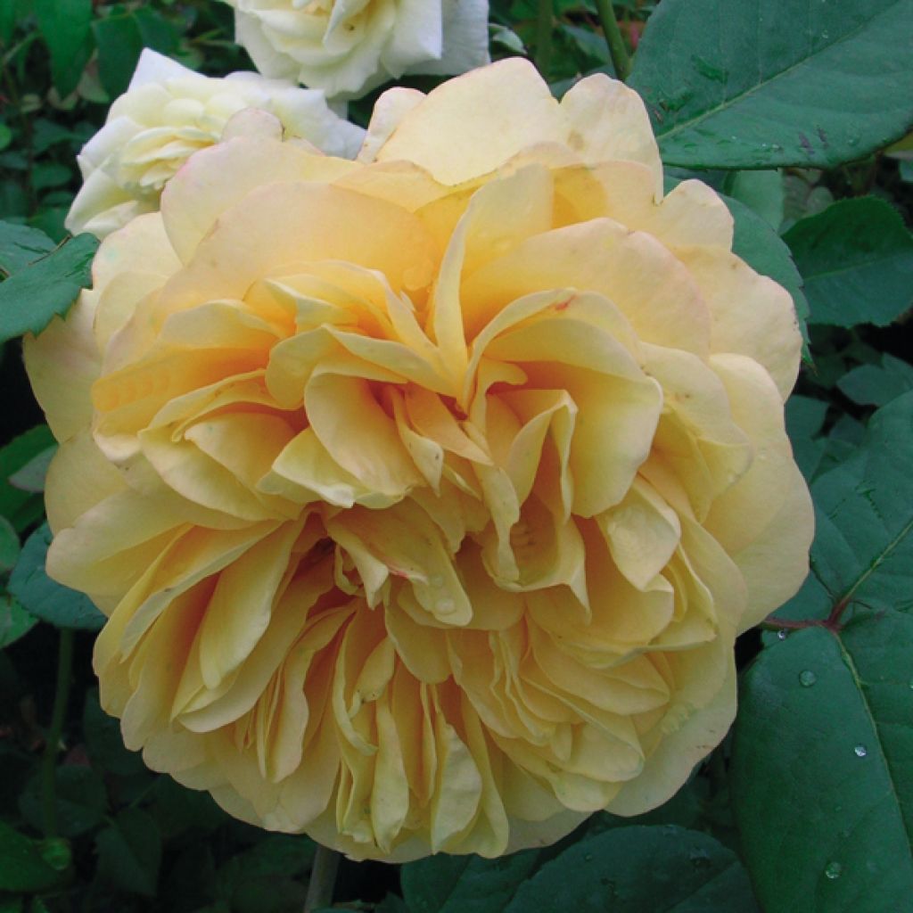 Rosa antica Fragrant Old yellow