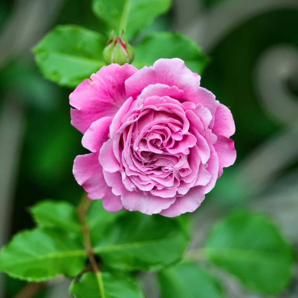 Rosa Generosa Agnès Schilliger