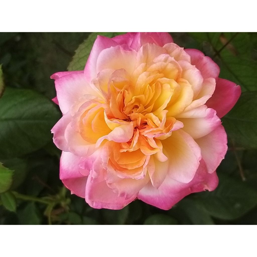 Rosa Generosa Laurent Voulzy