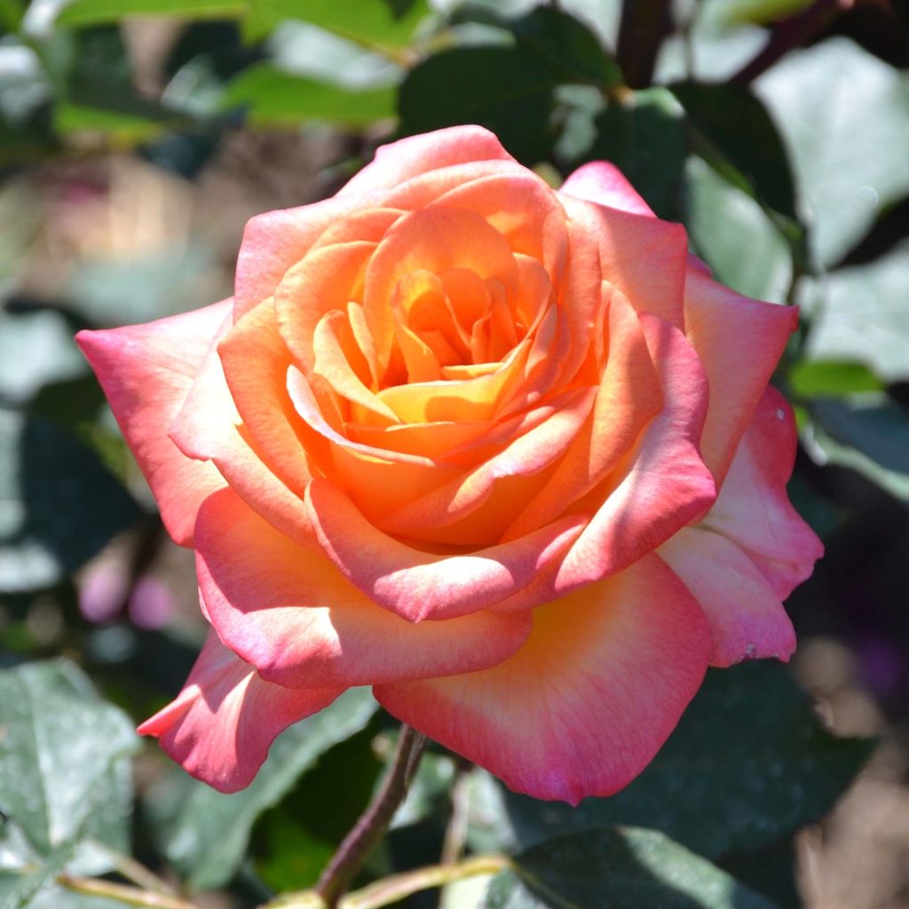 Rosa Generosa Laurent Voulzy