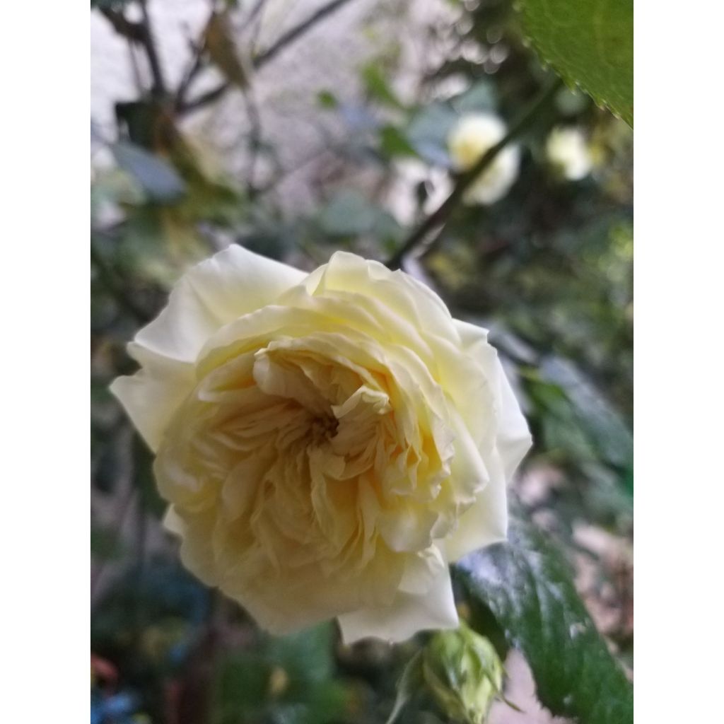 Rosa Generosa Nelson Monfort