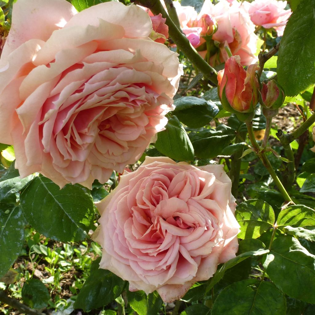 Rosa Generosa Paul Bocuse