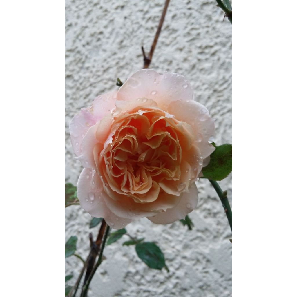 Rosa Generosa Paul Bocuse