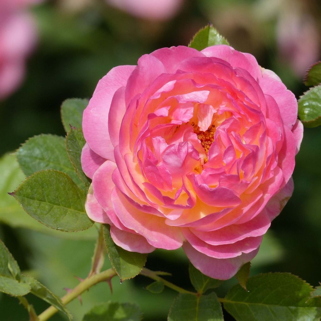 Rosa Generosa Rosomane Janon