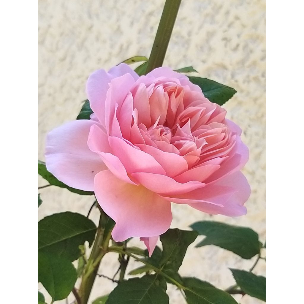 Rosa Generosa Sonia Rykiel