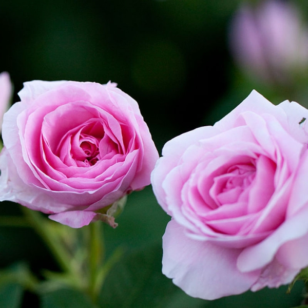 Rosier Tige David Austin Gertrude Jekyll