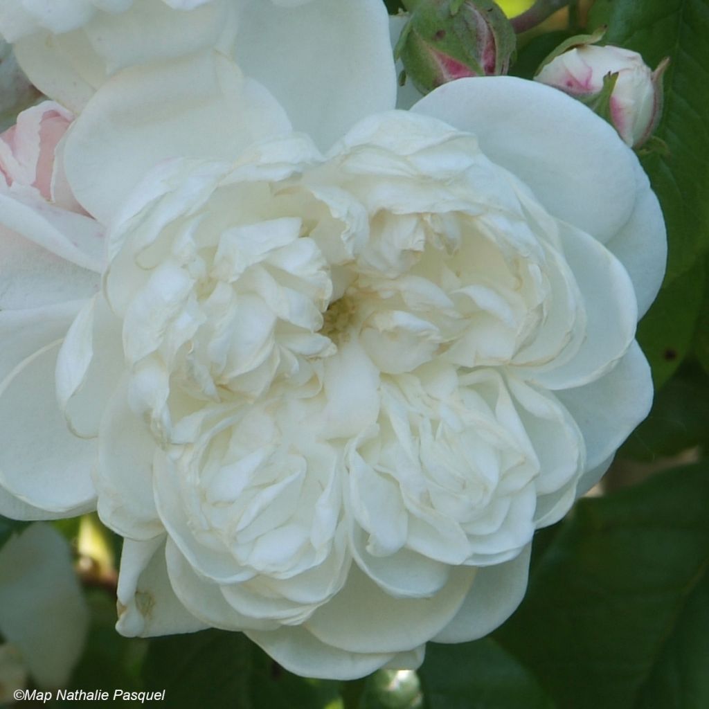 Rosa rampicante Aimée Vibert