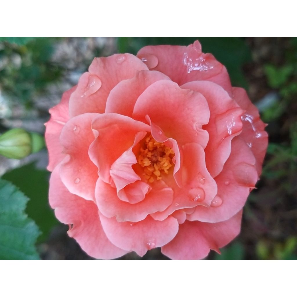 Rosa Alibaba - Rosa rampicante