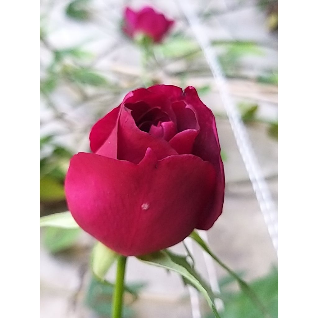 Rosa rampicante Etoile de Hollande