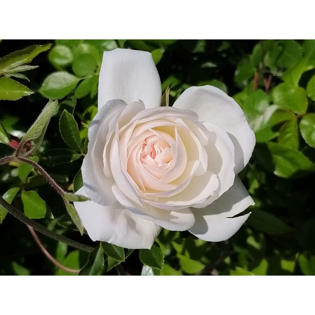 Rosa rampicante Climbing Iceberg