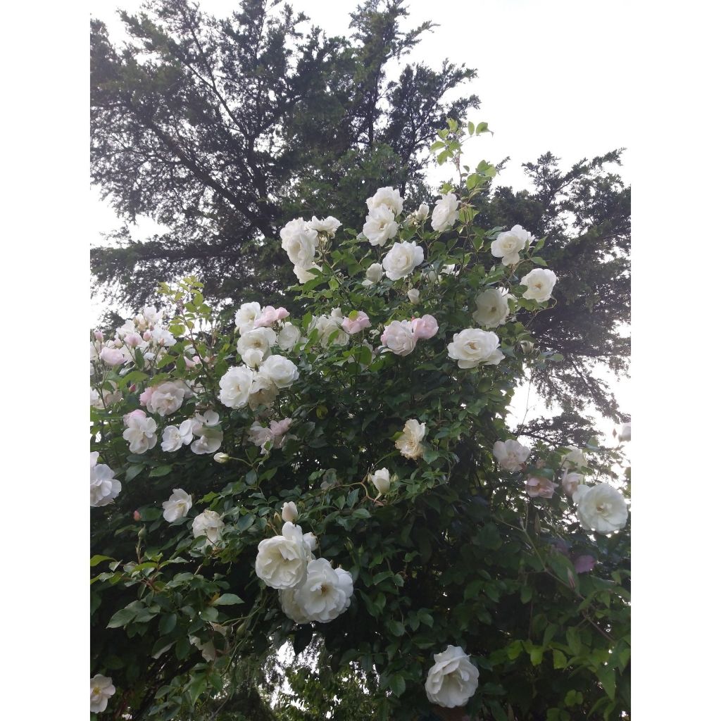 Rosa rampicante Climbing Iceberg