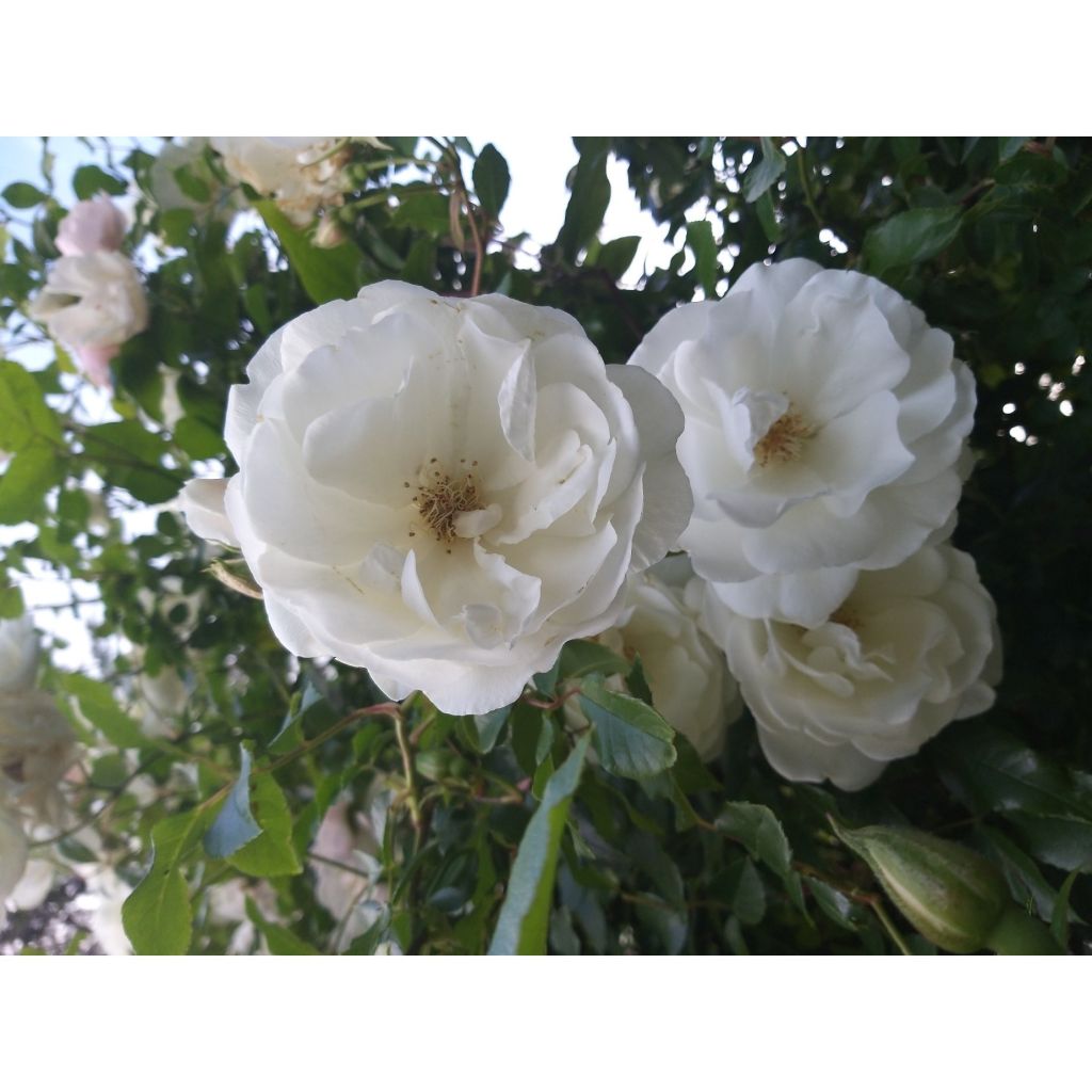 Rosa rampicante Climbing Iceberg