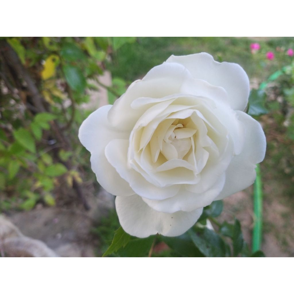 Rosa rampicante Climbing Iceberg