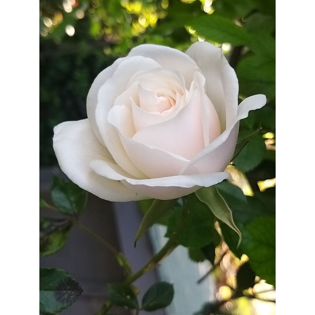 Rosa rampicante Climbing Iceberg