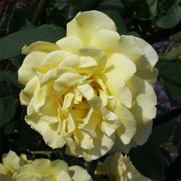 Rosa Climbing Max Golden Gate - Rosa rampicante