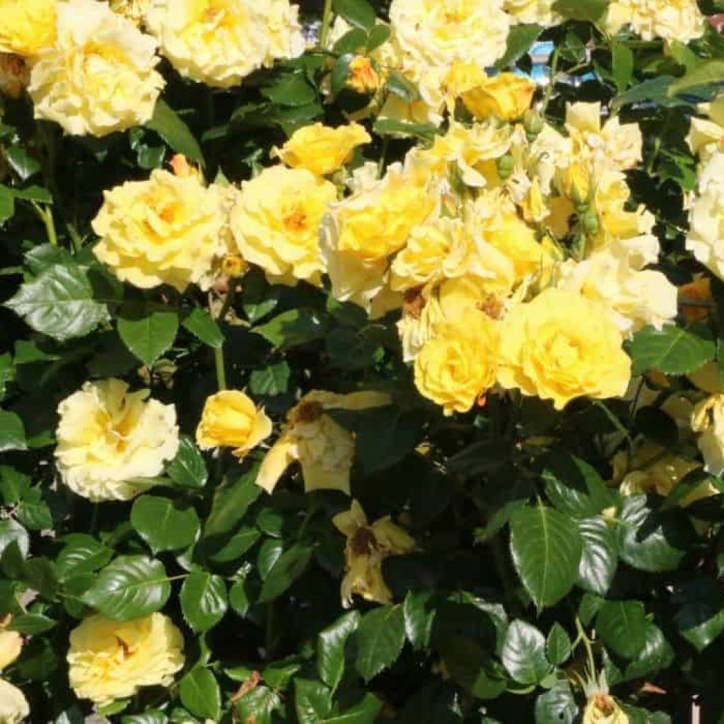 Rosa Golden Showers - Rosa rampicante