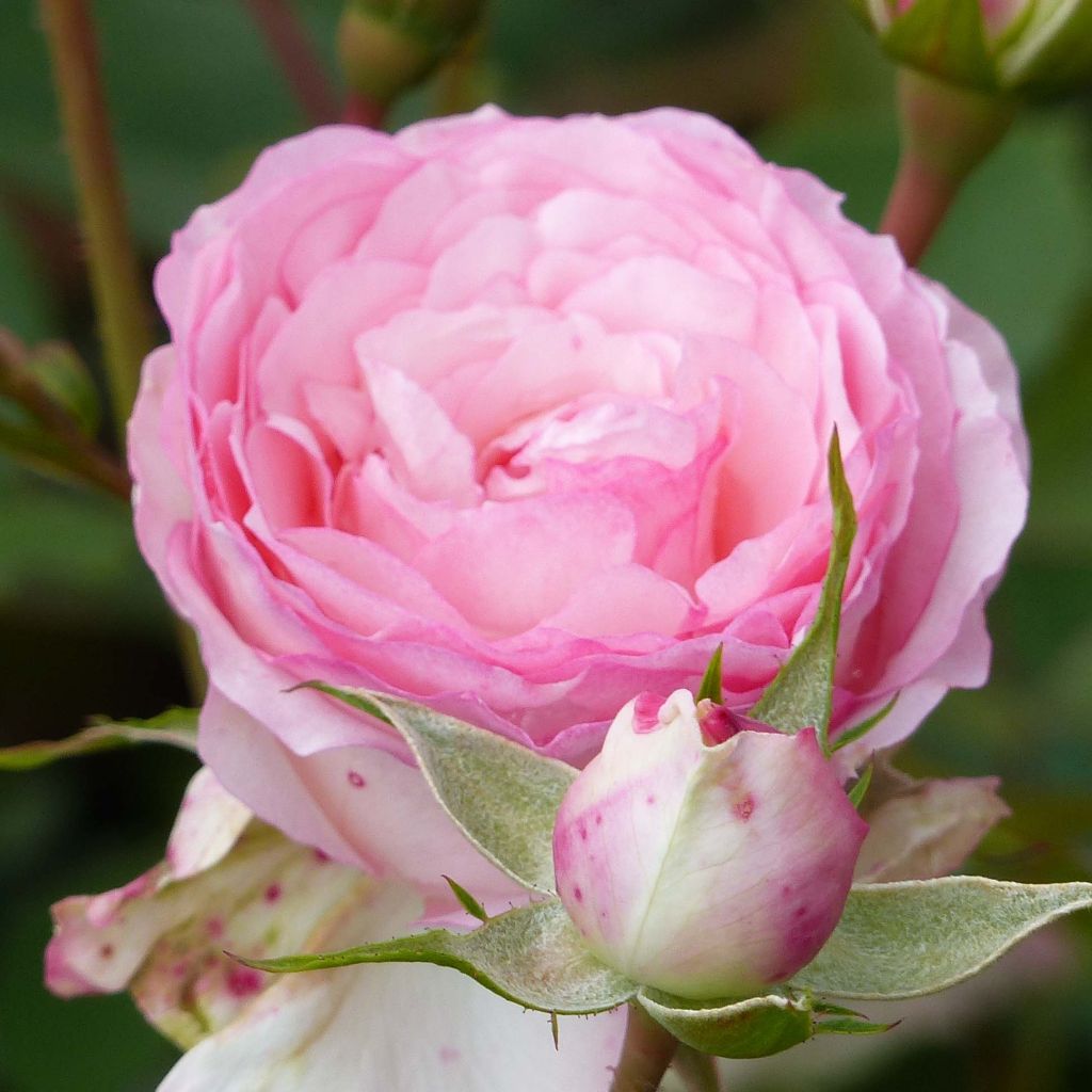 Rosa rampicante Mini Eden Rose