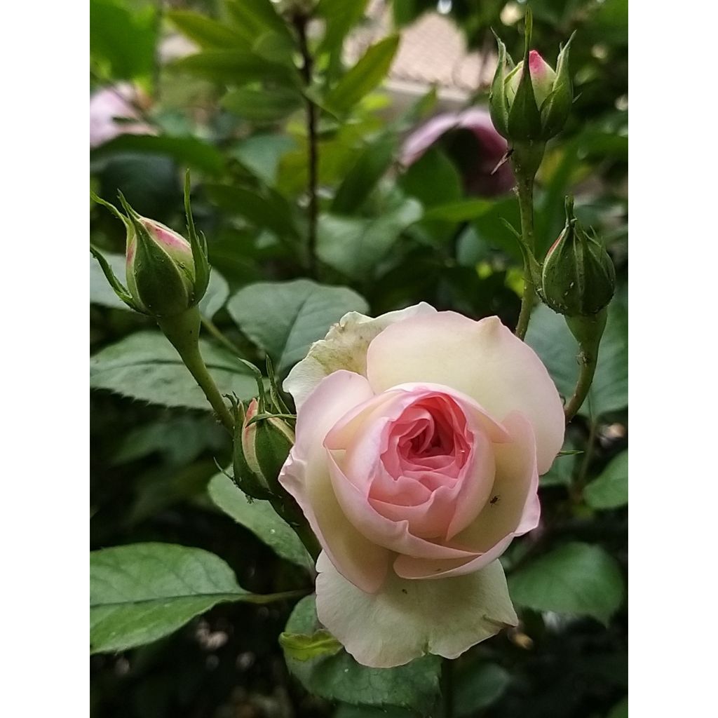 Rosa rampicante Mini Eden Rose