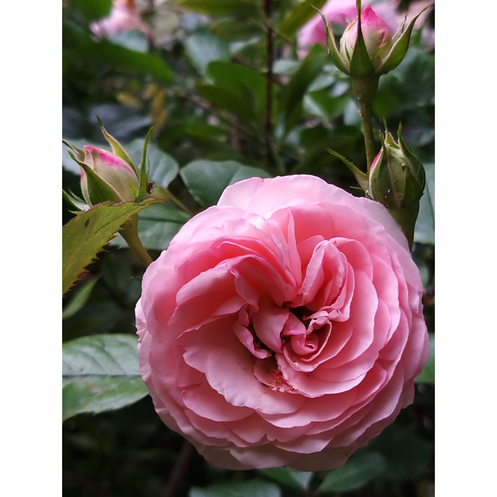 Rosa rampicante Mini Eden Rose