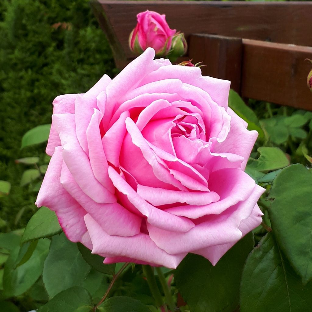 Rosa Mme Caroline Testout