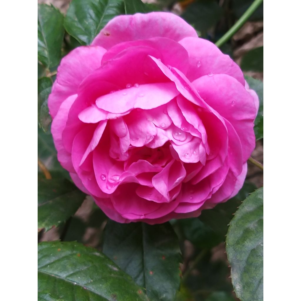 Rosa rampicante Ozeana