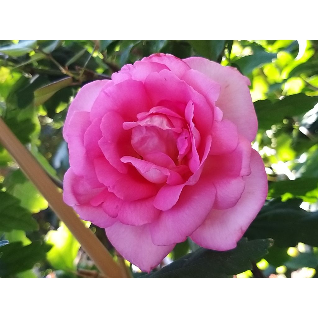 Rosa Parfum Royal - Rose ibrida di tea