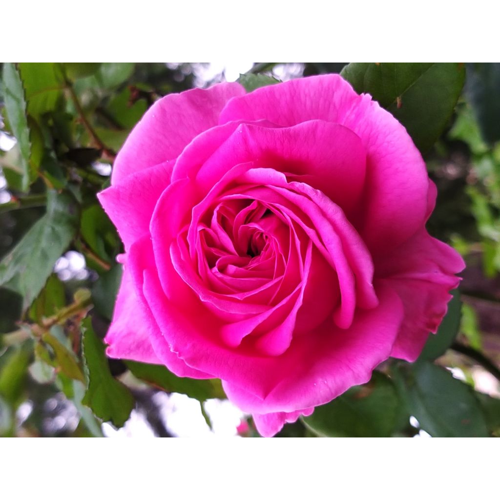 Rosa Parfum Royal - Rose ibrida di tea