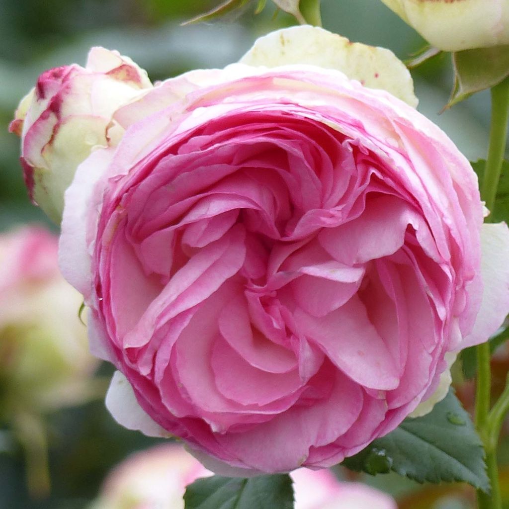 Rosa rampicante Pierre de Ronsard