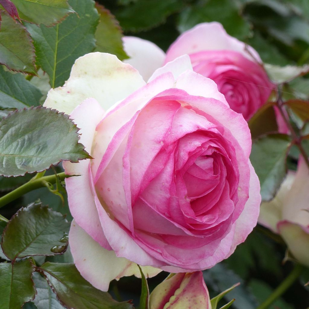 Rosa rampicante Pierre de Ronsard