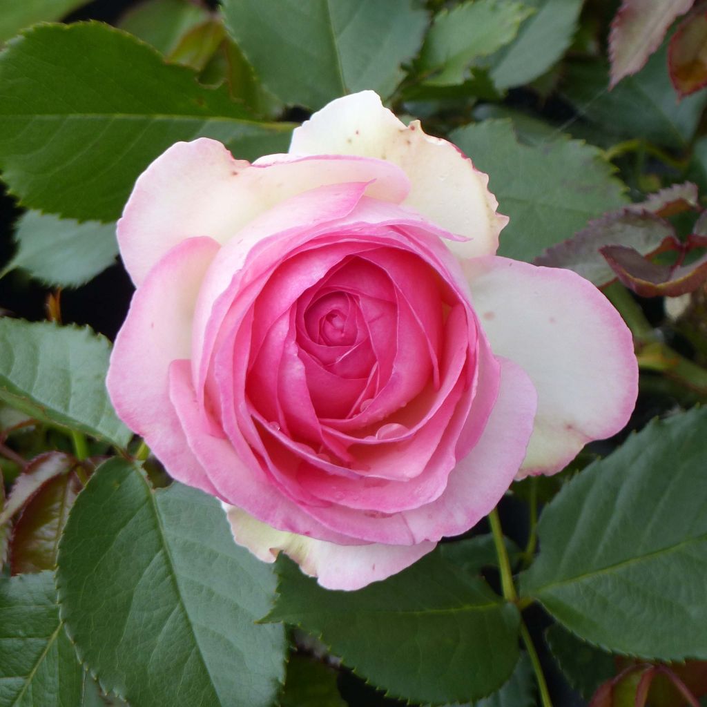 Rosa rampicante Pierre de Ronsard